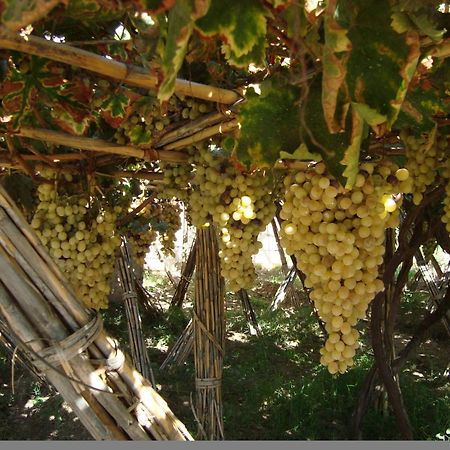 مبيت وإفطار لالا تاكركوست Jnane Tihihit المظهر الخارجي الصورة